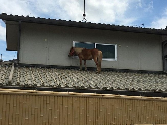 Khi nước đã rút, chú ngựa vẫn còn trú trên mái nhà. Ảnh: AsiaWire