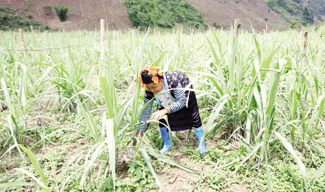 Mía Pú Nhung được bày bán rộng rãi.