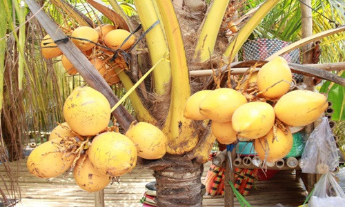 Gọi là dừa hai màu, vì giống dừa được anh Cường trồng trong vườn là giống dừa có hai màu vàng - cam đẹp mắt. Ảnh: Tổ quốc.