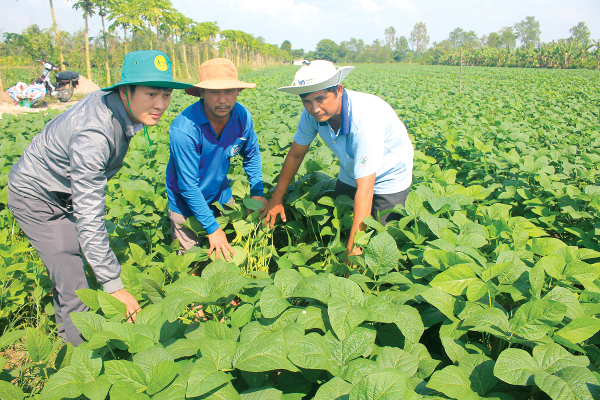 Đậu tương là một trong những cây trồng chính của Việt Nam. (Ảnh: IT)