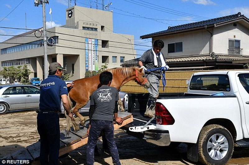 Con ngựa sau đó được mang trả về nhà, nơi mọi người tưởng rằng nó đã bị nước lũ cuốn trôi và dìm chết. Ảnh: Reuters