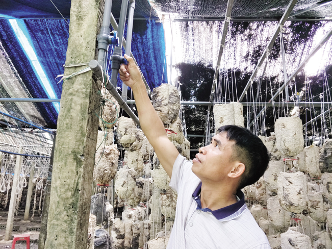 Để tiết kiệm nhân công và đảm bảo chất lượng của sản phẩm, anh Trọng còn lắp đặt hệ thống tưới tự động trong trang trại.
