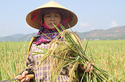 Người dân Hà Tĩnh buồn rầu vì lúa trổ bông lép hạt thời điểm tháng 5.2017. Ảnh: Đức Hùng