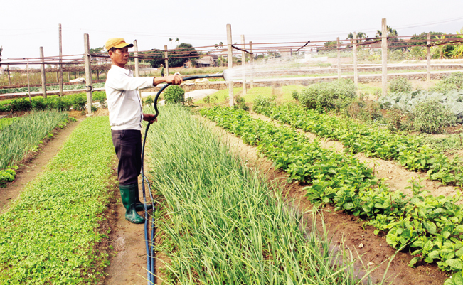 Nhiều hộ dân trên địa bàn tỉnh Quảng Ninh đã có điều kiện đầu tư sản xuất nông nghiệp từ vốn vay Quỹ HTND. Đức Thịnh