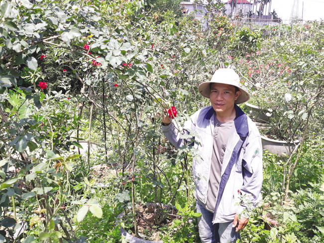 Anh Phạm Viết Toản bên vườn hoa hồng leo cổ.