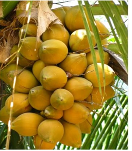 Mỗi buồng dừa cho gần 20 trái. Một năm cây trưởng thành cho khoảng 300 - 350 trái. Ảnh: FB Vườn dừa 2 màu.