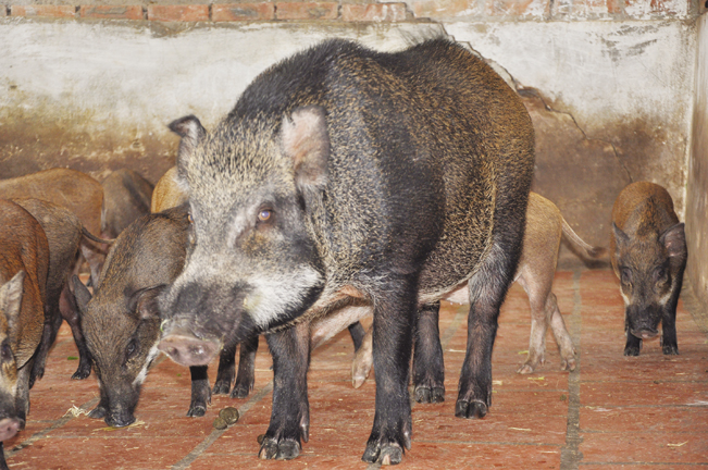 Cận cảnh một con lợn rừng đực thuần chủng dùng để phối nhân giống tại trang trại của bà Chính.