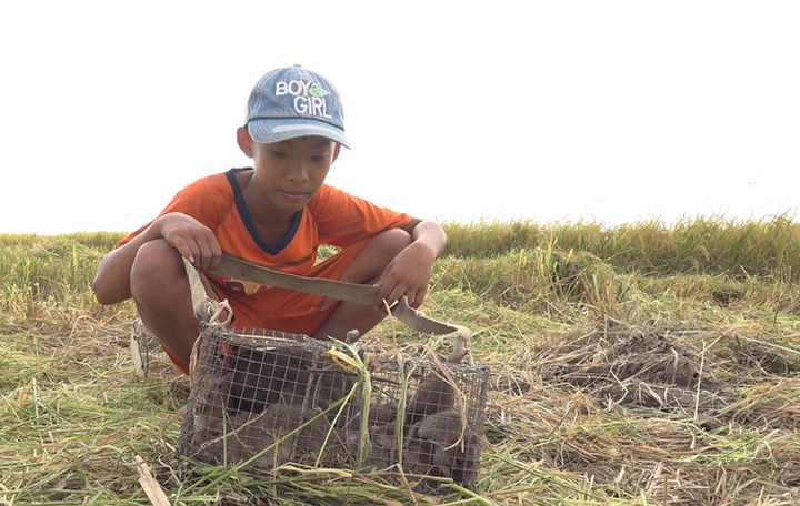 Lúa trên những cánh đồng thu hoạch xong sẽ báo hiệu mùa săn chuột đồng bắt đầu nhộn nhịp hẳn lên.