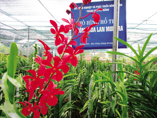 Mỗi cành hoa lan Mokara cắt cành như thế này có giá bán từ 10.000-12.000 đồng, bình quân mỗi tháng anh Nguyễn Xuân Hùng đút túi 30 triệu. ĐH