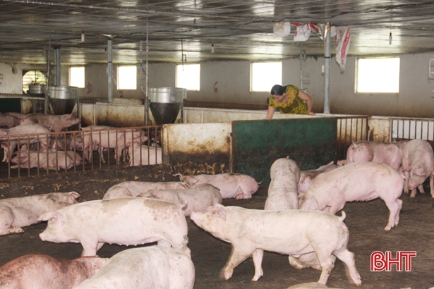 Mỗi chuồng nuôi lợn thịt có khoảng 600 con.
