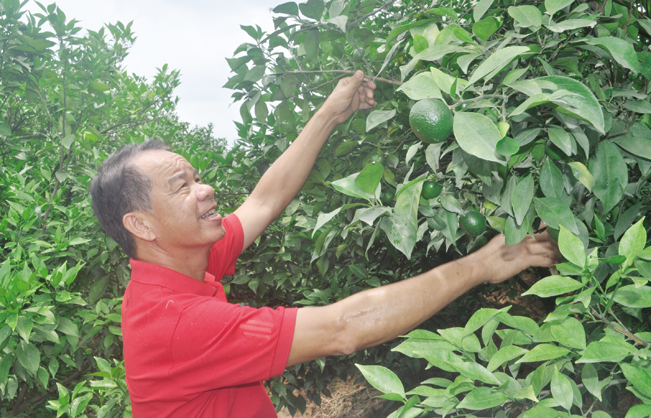 Ông Ba chăm sóc cam trong trang trại của gia đình.