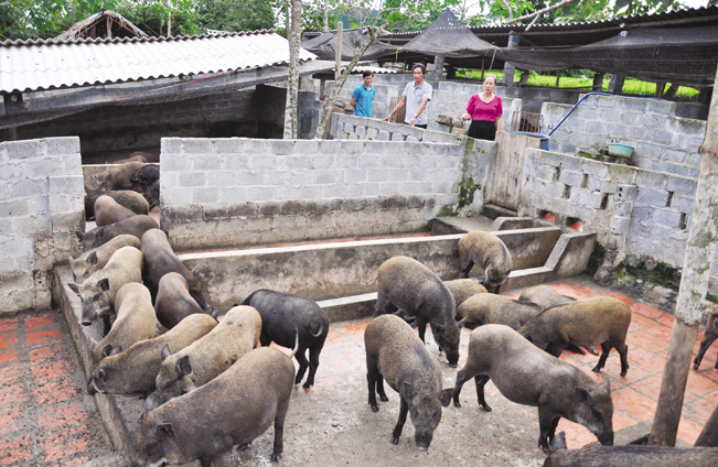 Hiện trang trại lợn rừng của bà Chính đang nuôi gần 2.000 con lợn rừng thuần chủng Thái Lan.