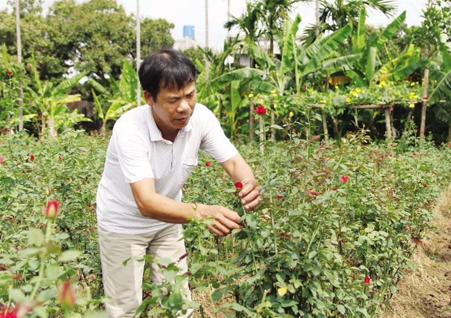 Anh Đinh Văn Thiệp có thu nhập trên 300 triệu đồng từ trồng hoa kết hợp chăn nuôi, là một trong những hộ nông dân giỏi ở Thái Bình. TB