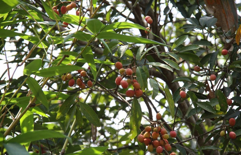 Cây trường thuộc loại cây tán rộng, lâu năm nên sau khi chặt các nhánh cây, cây vẫn tiếp tục mọc ra nhánh khác xum xuê hơn. Ảnh blogspot.