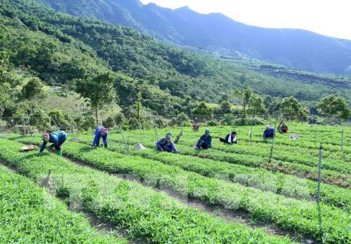 Trang trại sản xuất nông nghiệp hữu cơ Hoa Viên tại xã Yên Bình, huyện Thạch Thất (Hà Nội). Ảnh: Vũ Sinh - TTXVN