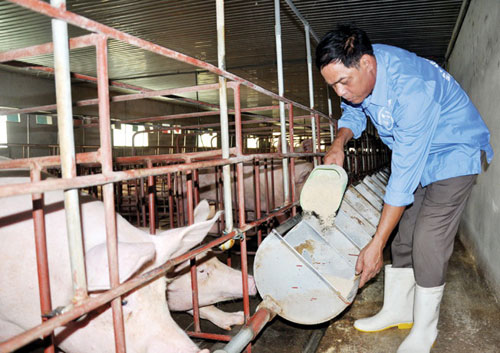 Ông Tố Hiến Thành chăm sóc đàn lợn tại trang trại ở xã Danh Thắng, Hiệp Hòa, Bắc Giang. (Ảnh: Tư liệu)