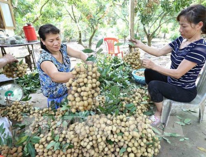 Tỉnh Hưng Yên có tổng diện tích khoảng 4.340 ha trồng nhãn, diện tích cho thu hoạch khoảng 3.820 ha (diện tích sản xuất theo quy trình Vietgap chiếm 50% diện tích cho thu hoạch), sản lượng cho thu hoạch ước đạt 42.000 tấn quả, tăng khoảng 20% so với năm trước.