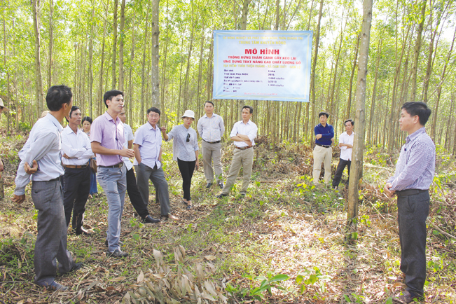 Các đại biểu tham quan thực tế mô hình trồng rừng thâm canh cây keo lai tại xã Cam Thủy. Việt Toàn