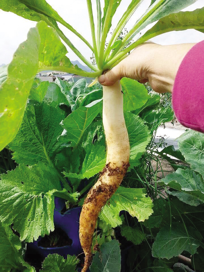 Củ cải được trồng theo mô hình tháp rau rất to và đẹp.