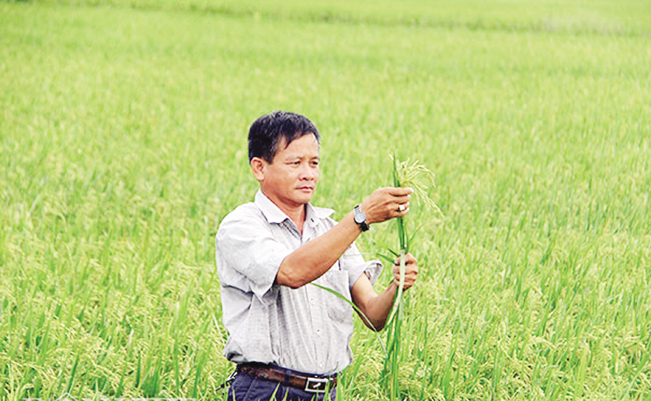 Ông Dũng bên đồng ruộng sản xuất các giống lúa mới, không phun thuốc bảo vệ thực vật.
