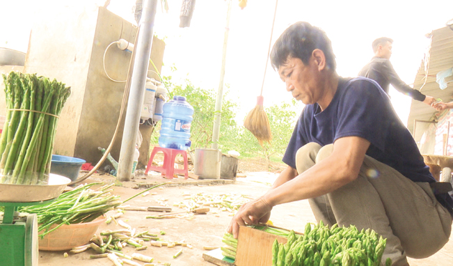 Là người tiên phong trồng măng tây xanh tại Đoan Hạ, anh Tưởng gặp không ít khó khăn.