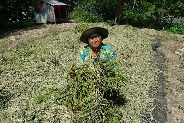 Bà Lương Thị Dạ bên đống lúa xanh mà các con bà phải trầm mình dưới nước gặt mấy ngày qua để vớt vớt lại tiền lúa giống...