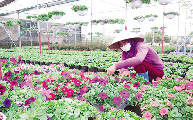 Nhờ được đầu tư, cung cấp đồng bộ về điện, thủy lợi đến các cánh đồng, nghề trồng hoa ở xã Xuân Quan đang ngày càng phát triển.