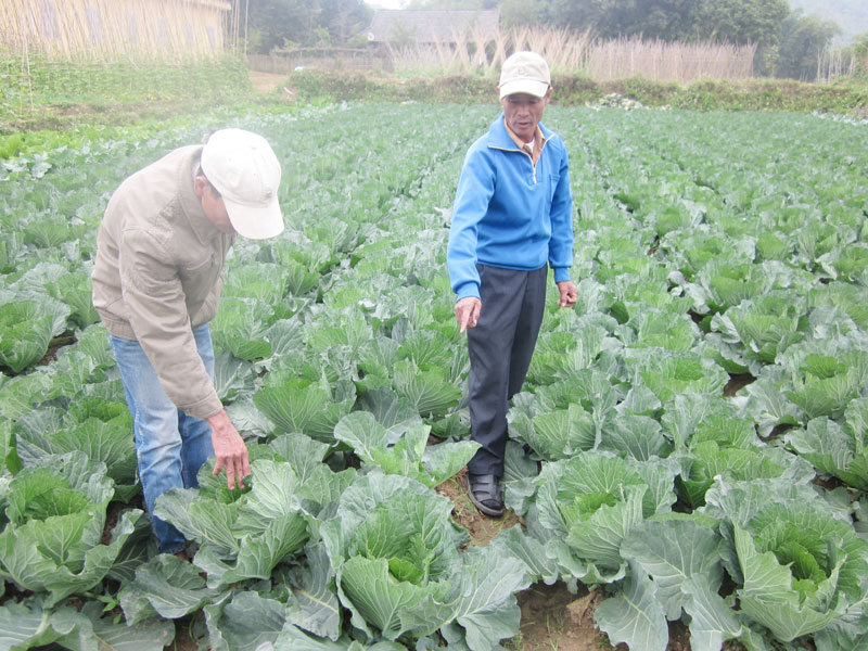 Với khí hậu điển hình vùng lạnh, các hộ dân xã Noong Luông (Mai Châu) trồng bắp cải trái vụ mang lại hiệu quả kinh tế cao hơn một số rau màu khác.