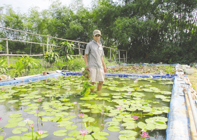 Nhờ trồng hoa súng và các loại hoa khác mà mỗi tháng gia đình ông Hồ Văn Lạc thu lãi trên 20 triệu đồng. TH
