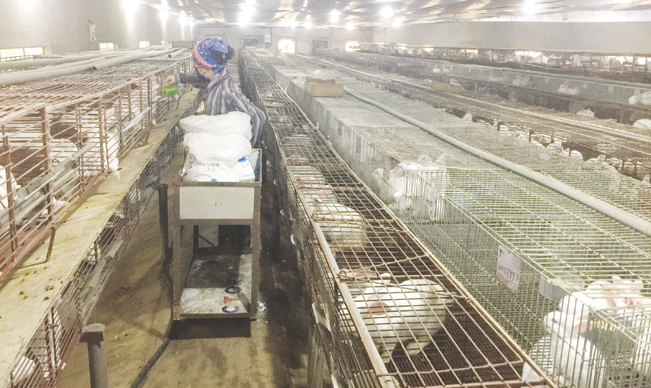 Mô hình nuôi thỏ ở Hương Vĩ vừa tạo ra thu nhập cao, đồng thời giúp xã thực hiện tốt việc xóa bỏ các lò nung vôi gây ô nhiễm môi trường. NT