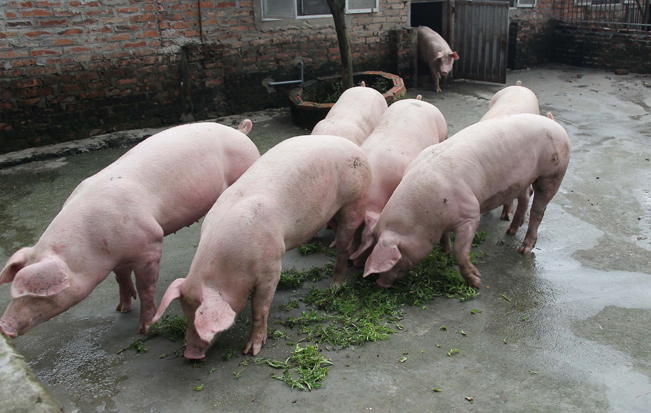 Hai tháng trước khi xuất chuồng, lợn được cho ăn thảo dược và được tăng cường vận động nên cho thịt dai, thơm ngon đậm đà.