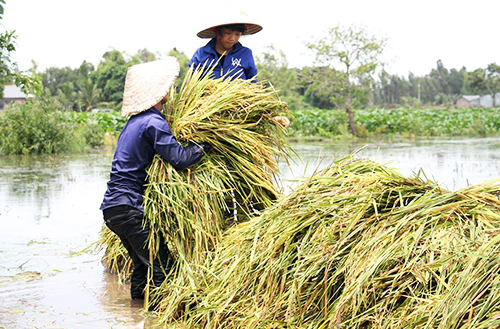 Người dân đầu nguồn miền Tây thu hoạch lúa non chạy lũ. Ảnh: Hoàng Nam.