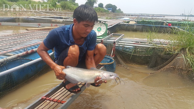 Nhờ nuôi cá lăng trên sông Hồng mà mỗi năm gia đình anh Hoàn kiếm được hàng trăm triệu đồng.