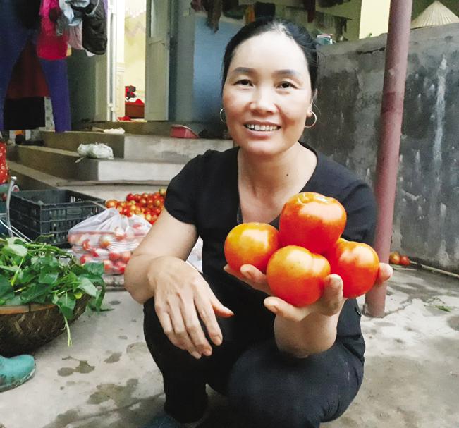 Cà chua của gia đình chị Hà được trồng theo quy trình VietGAP, quả to, mẫu mã đẹp.