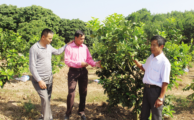 Được vay vốn Quỹ HTND, các thành viên CLB Nông trang xã Dực Yên cùng nhau chia sẻ kinh nghiệm, kỹ thuật trồng cam.
