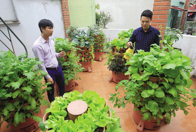 Toàn cảnh một mô hình tháp rau hữu cơ tại Hà Nội được Công ty Eco Việt Nam thiết kế.