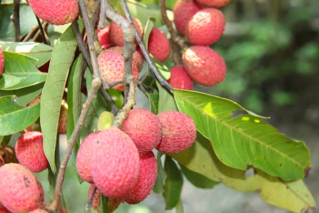 Ở An Giang, loài cây rừng này mọc rải rác khắp vùng Bảy Núi, đặc biệt là núi Cô Tô, núi Dài, núi Cấm… Ảnh blogspot.