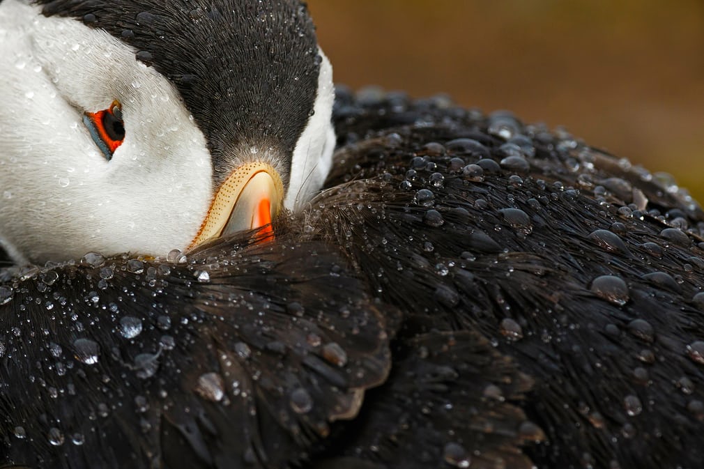 Bức ảnh con chim hải âu cổ rụt Đại Tây Dương rúc đầu vào cánh giúp nhiếp ảnh gia người Tây Ban Nha Mario Suarez Porras đoạt giải đồng ở hạng mục Tập trung vào chi tiết và chiến thắng ở hạng mục People’s Choice Award do người xem bình chọn.