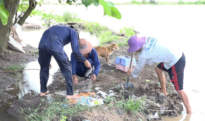 Thịt chuột đồng có thể quay lu, nướng mọi, khìa nước dừa, xào củ kiệu,... sẽ trở thành món ăn khoái khẩu của dân nhậu.