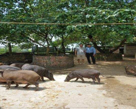 Mô hình trang trại nuôi lợn quy mô lớn hàng trăm con.