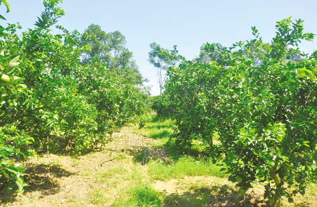 Sau nhiều năm xây dựng vườn mẫu, đến nay vườn của ông Trường đã có hàng nghìn cây ăn quả, trong đó chủ yếu là cam, bưởi, chanh...