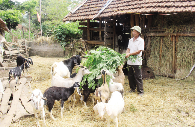 Phát triển kinh tế hộ gia đình từ mô hình trồng táo trong nhà lưới