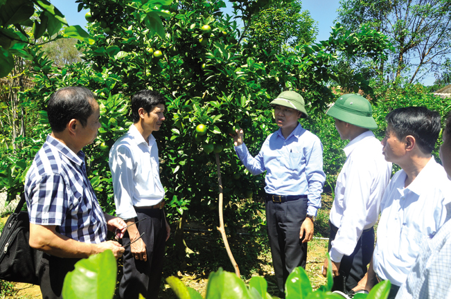 Vườn mẫu của ông Trường là điểm đến thăm quan, học tập của nhiều đoàn khách từ Trung ương đến địa phương.