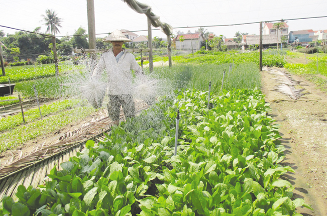 Nhiều cánh đồng trồng rau theo hướng sạch ở Quảng Nam hình thành và cho thu nhập cao.