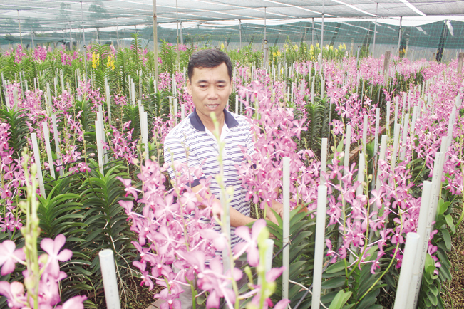 Anh Nguyễn Văn Nhựt, chủ vườn lan Ngọc Tuyết (H. Củ Chi) bên vườn hoa cắt cành Mokara.