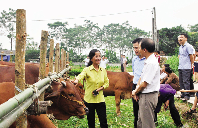 Phương pháp thụ tinh nhân tạo và vỗ béo bò giúp nâng cao năng suất, chất lượng đàn bò. Ảnh: NQ.