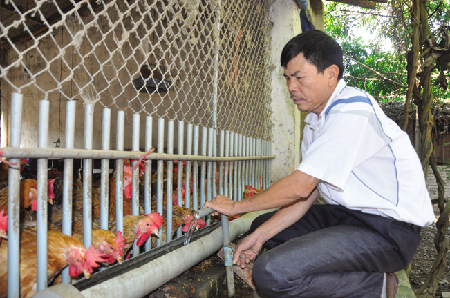 Ông Hiển chăm sóc đàn gà tại trang trại của gia đình ở thôn Phú Ninh.