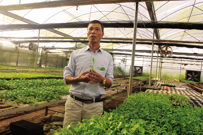 Hiện cơ sở nuôi cấy mô của lão nông Phan Ngọc Oanh đã cung ứng hàng vạn cây giống chất lượng cho nông dân trong xã Xuân Quan và các vùng lân cận. Thu Hà