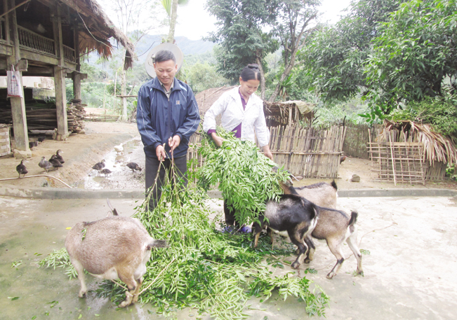 Được vay vốn Quỹ HTND, nhiều hộ dân trên địa bàn huyện Thông Nông (Cao Bằng) đã đầu tư chăn nuôi dê sinh sản và dê thịt đem lại hiệu quả kinh tế. TH