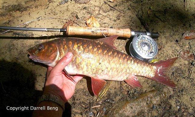 Cá Empurau là loài cá bản địa ở Sarawak, Malaysia. Ngoài ra, nó còn có thể được tìm thấy ở thượng nguồn của các con sông chính như Rajang, Baram, Limbang và Batang Ai. Ảnh fishbase.